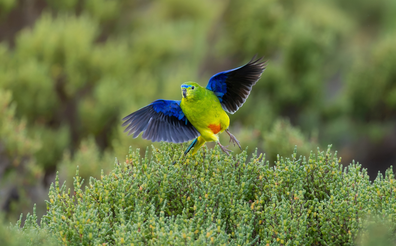 Endemic Birds of Tasmania
