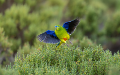 Endemic Birds of Tasmania
