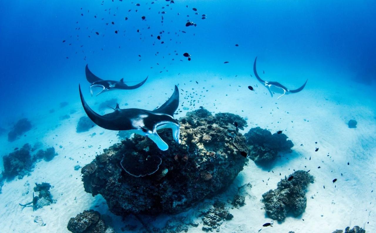 Manta Rays of Lady Elliot Island