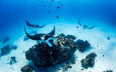Manta Rays of Lady Elliot Island