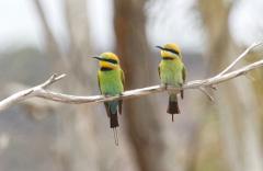 Mallee and Outback Birds of Victoria and Mungo