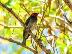 Australian Geographic Birdwatching Safari of Kakadu & Litchfield National Parks