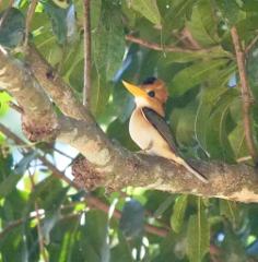 Cape York Birdwatching Safari