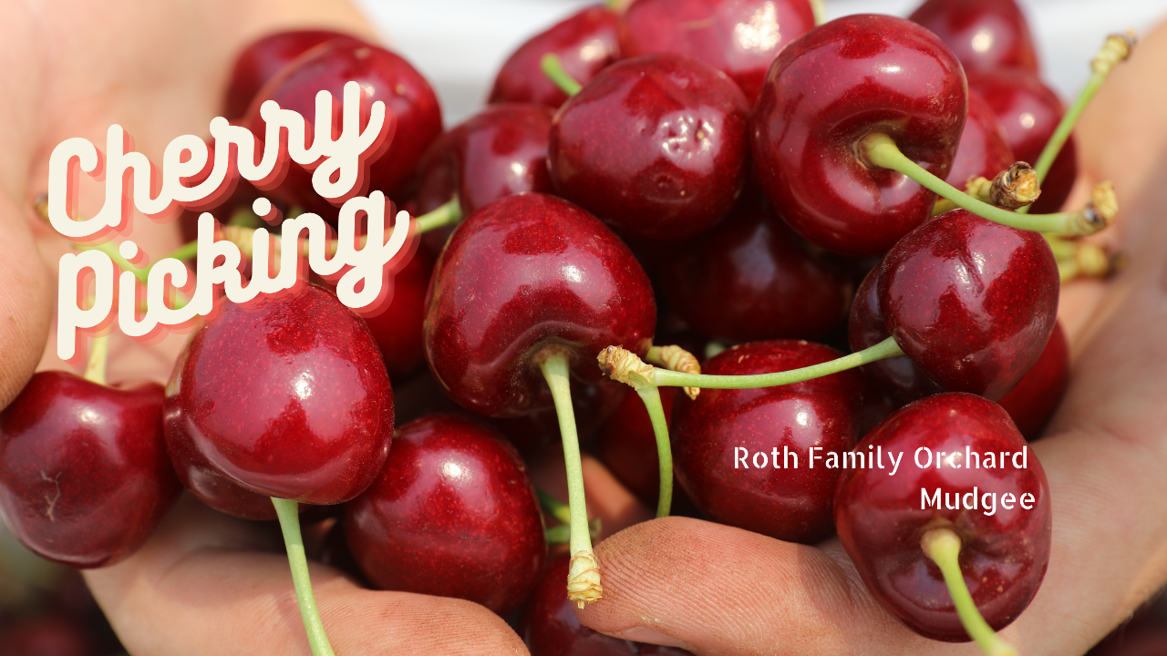Pick Your Own Cherries at Roth Family Orchard 2023