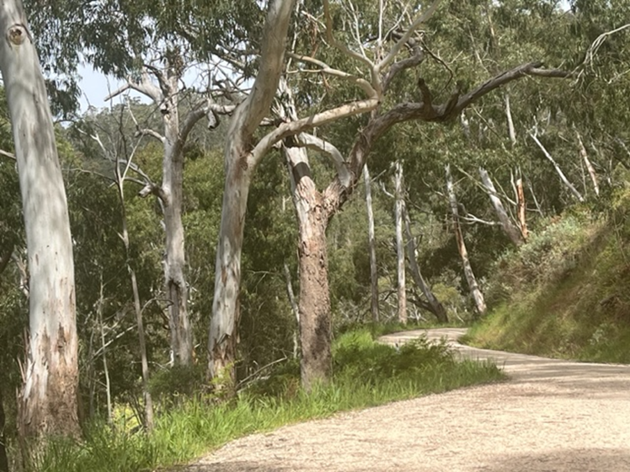 Half-Day Sixth Creek Catchment Landcare Group e-Bike Hire from Basket Range  