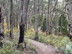 Adelaide Hills Nature Highlights e-Bike Guided Tour