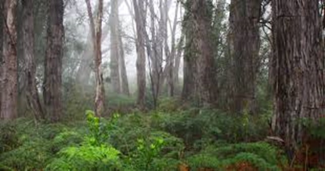 Adelaide Hills Nature Highlights Self-Guided e-Bike Tour