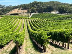 Adelaide Hills Priceless Piccadilly Valley Self-Guided e-Bike Winery Tour 