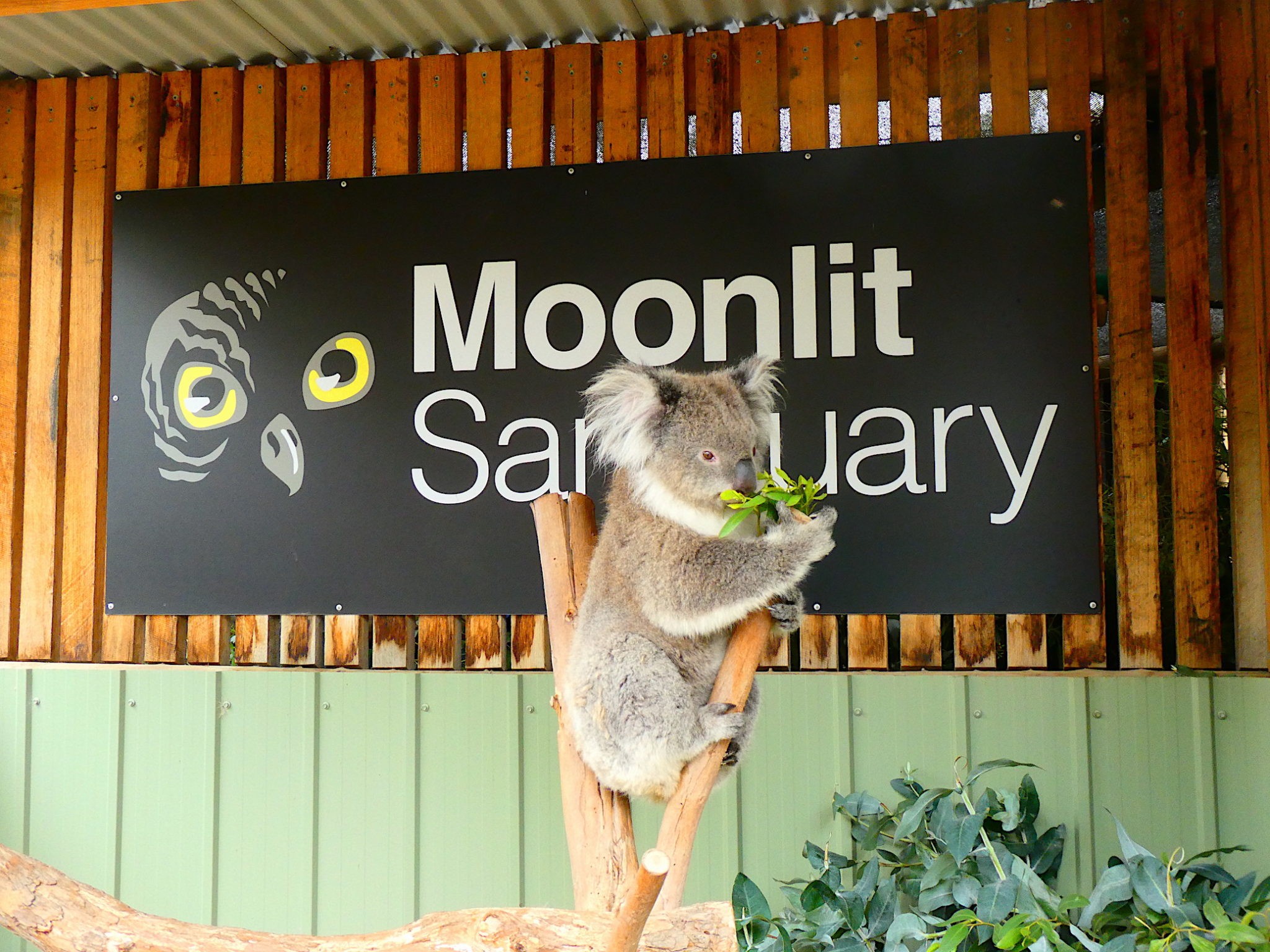 Mornington Peninsula Tour: Moonlit Sanctuary and Arthur Seat Adventure