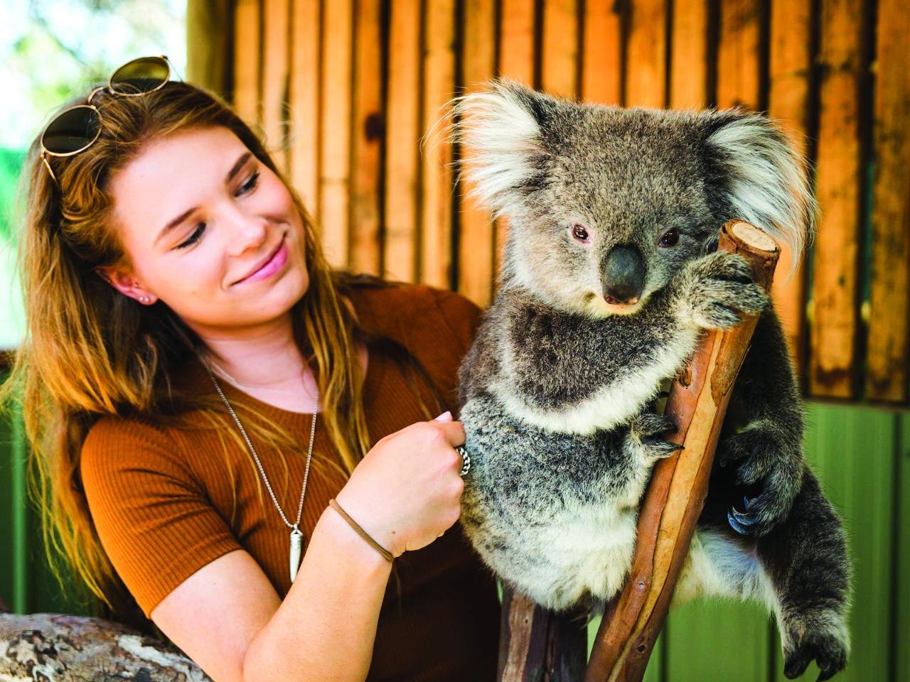 Mornington Peninsula Tour: Moonlit Sanctuary and Arthur Seat Adventure Inc Koala Experience