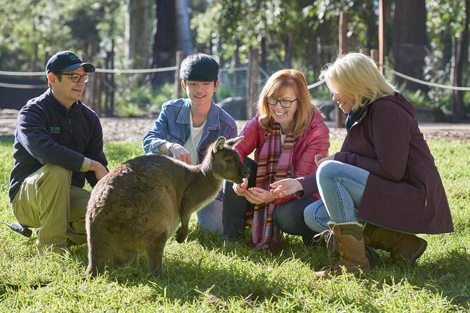 Yarra Valley Safari: Wildlife, Wine and Indulgence