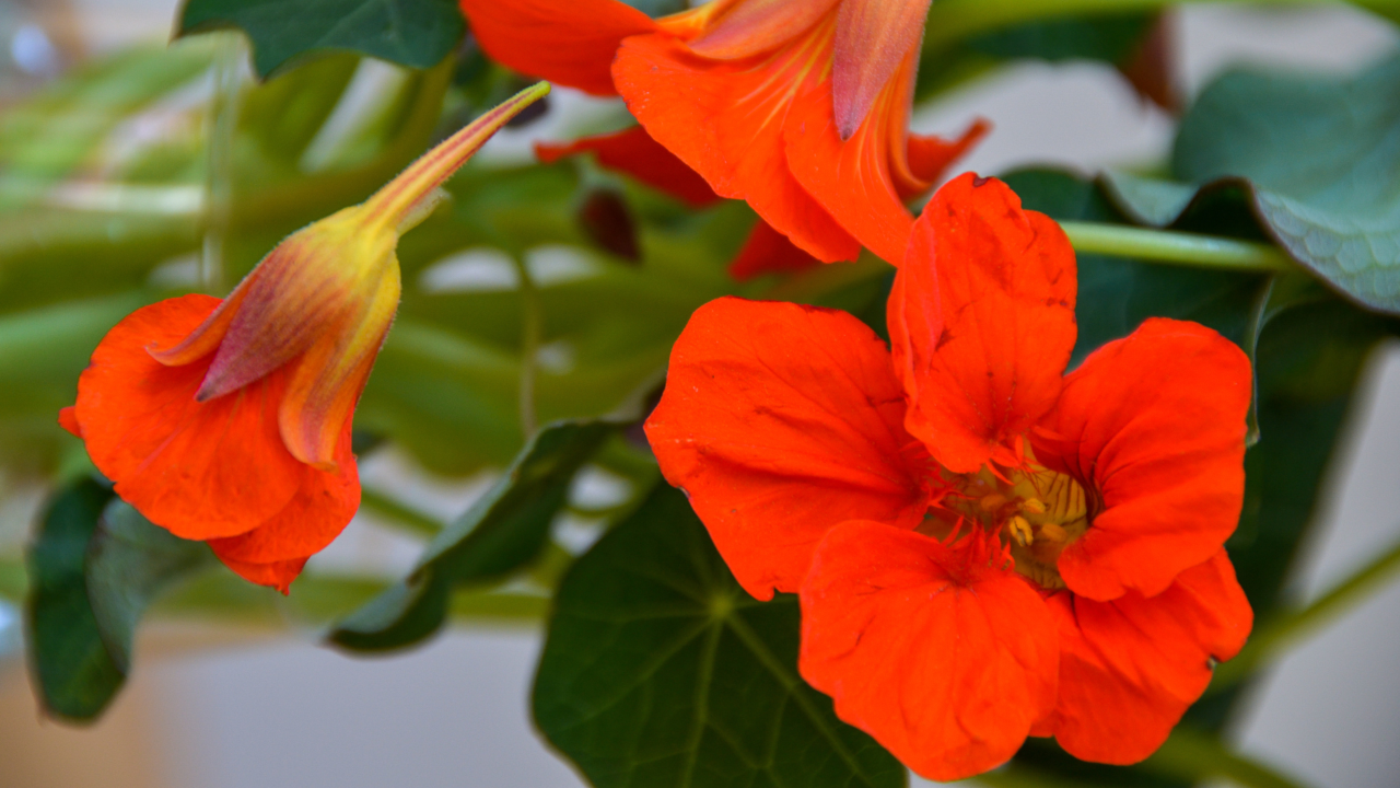 Nasturtium Deep Dive: Super Bloom X The Fermentary