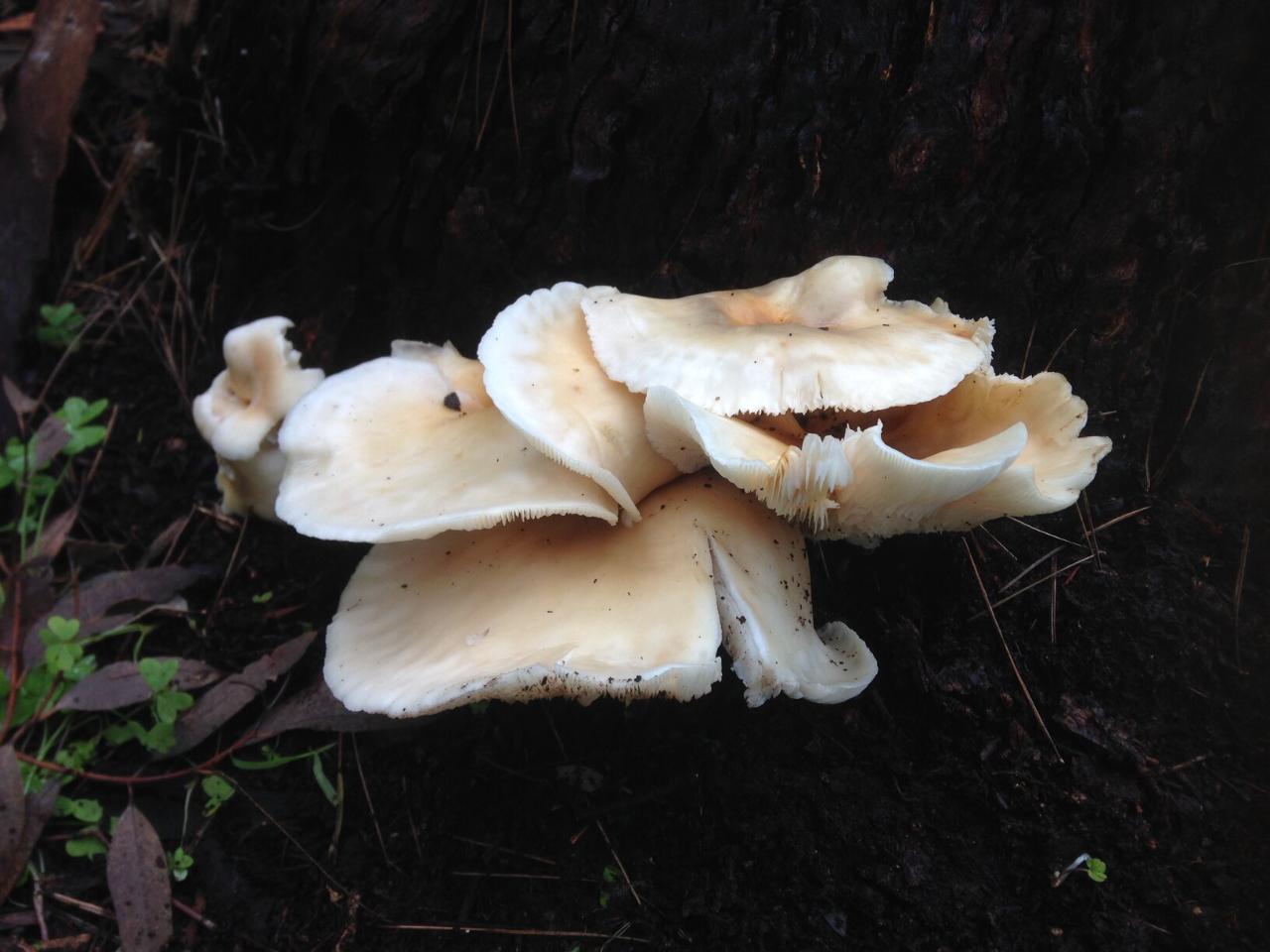 Ghost Mushroom Tour