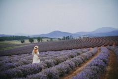 Off to the Lavender Farm