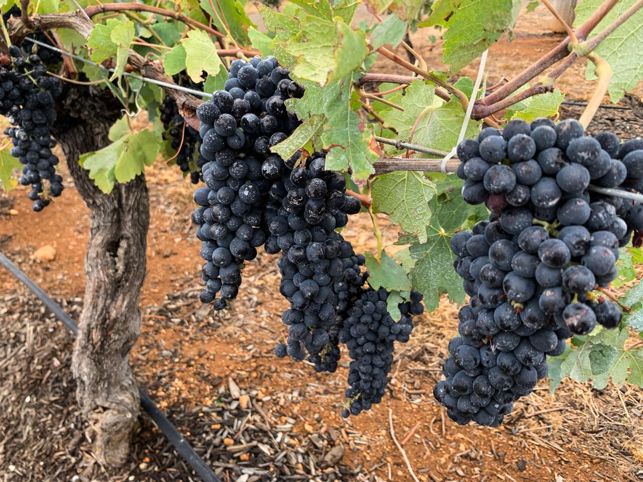 Sydney Adventure Tours: Hunter Valley Private Tour - Photo 6