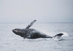 Whale Watching & Isla Iguana Experience