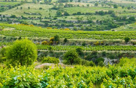 The wine routes -  for Groups (KOLOSSI - WINE MUSEUM - OMODOS –Koilani ) ( from Limassol /Larnaca / Nicosia /Paphos /Ayia Napa or Protaras ) 