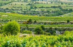 The wine routes - From the Commander of the Crusaders to cabernet. (KOLOSSI - WINE MUSEUM - OMODOS –Koilani ) ( from Limassol /Larnaca / Nicosia /Paphos /Ayia Napa or Protaras ) 