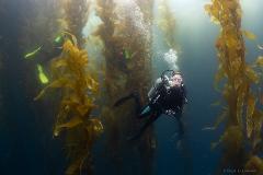 Oxnard - Channel Islands 1 Day Dive Trip