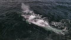 3.5 hr Whale Watching Cruise