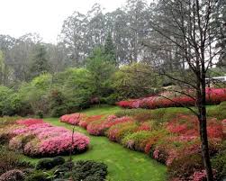 Gardens of the Dandenong Ranges Private Day Tour