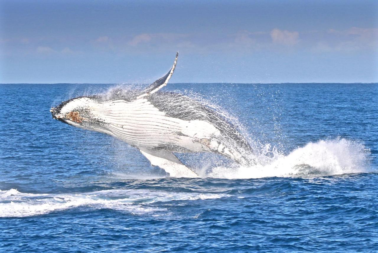 Whale Cruise Wilsons Promontory