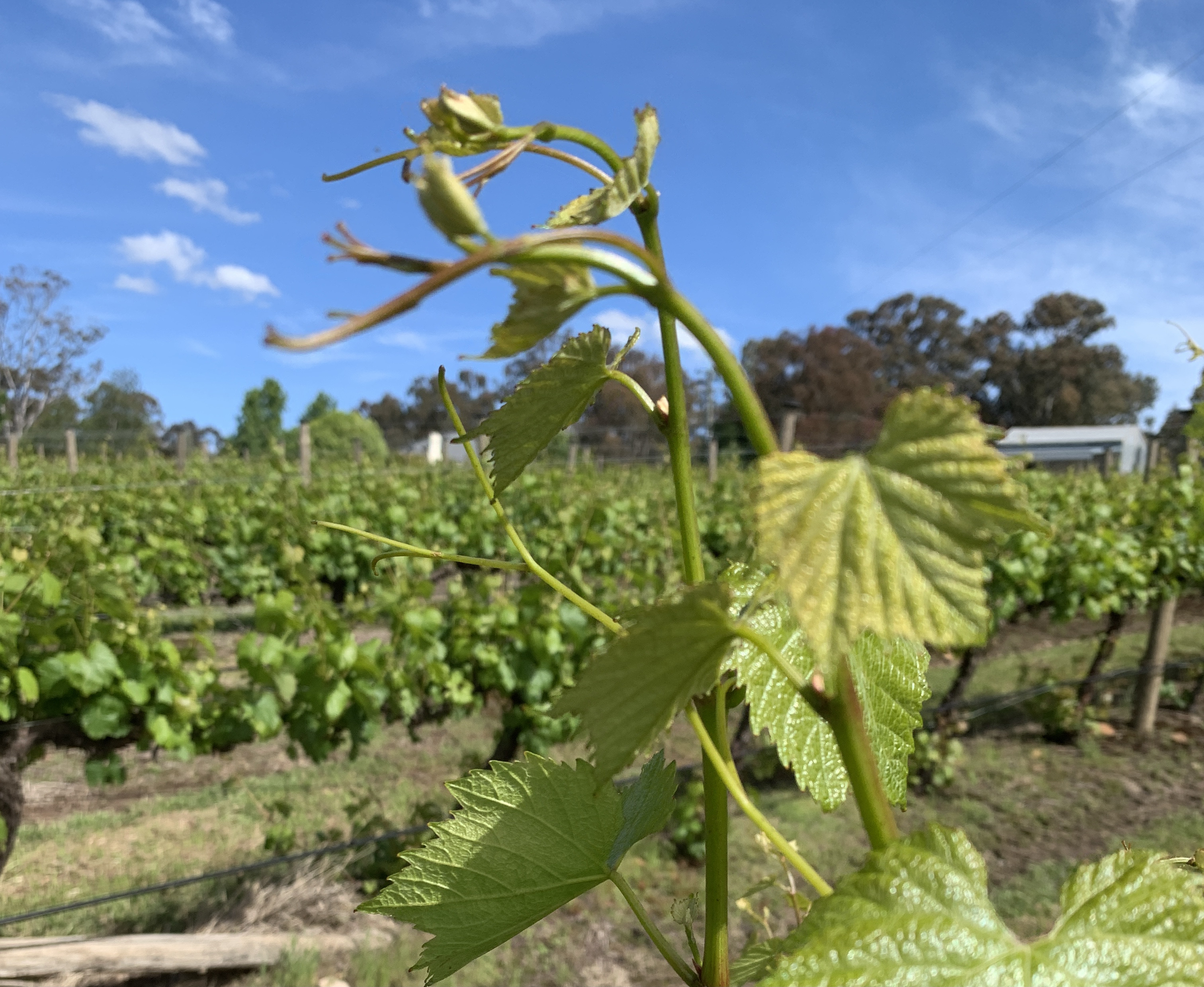 Half Day Wine Tasting Tour