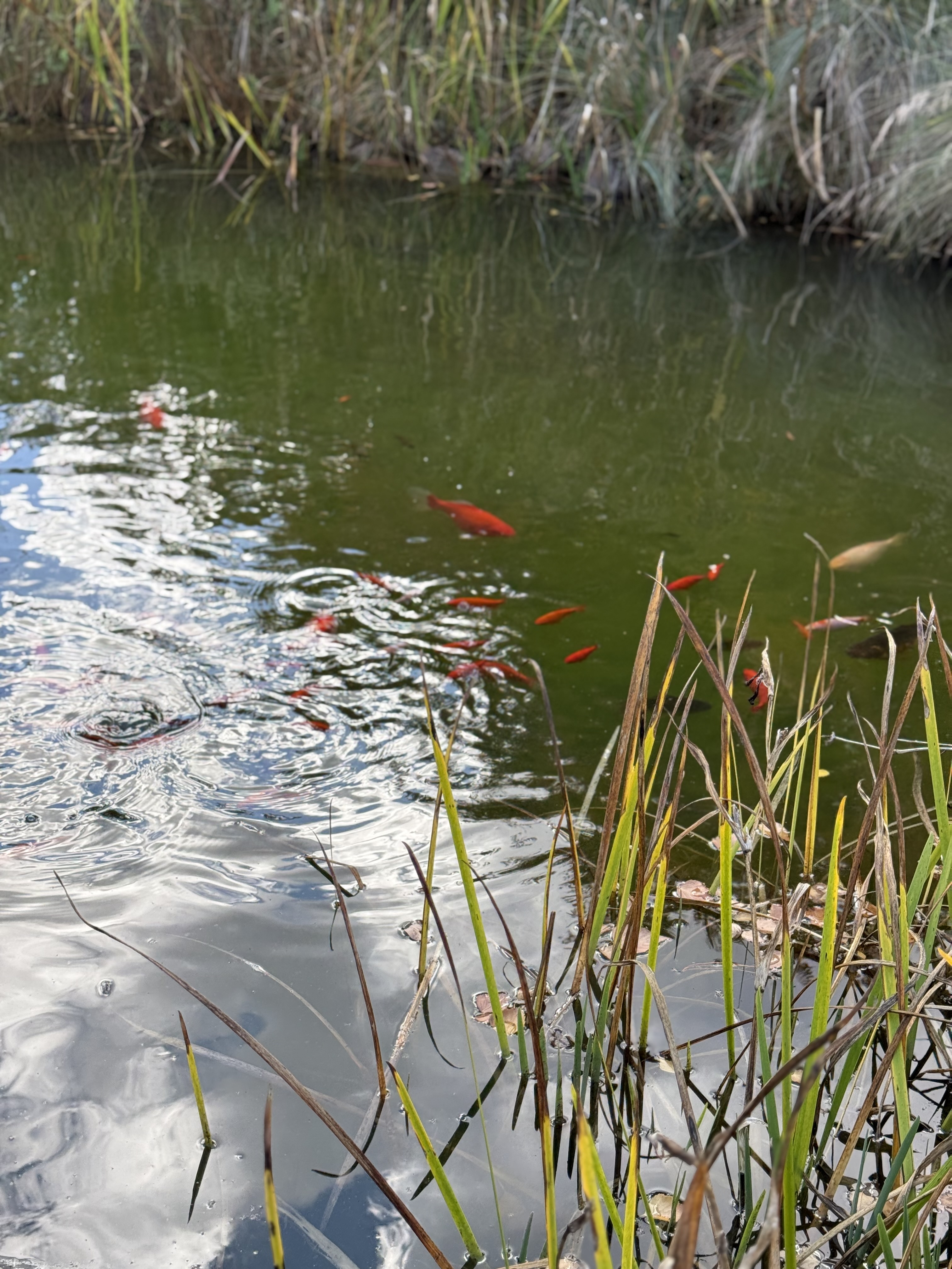 Stone Cellar Charm & Secret Garden Sips: A Personalised Tasting Experience