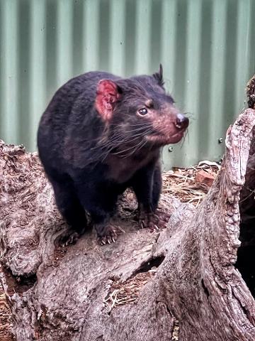 Grand Hobart and Bonorong Wildlife Sanctuary Tasmania Australia