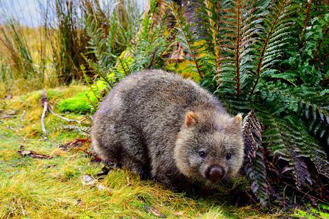 Cradle Mountain National Park Tasmania Australia