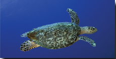 Wildcat Turtle Feed