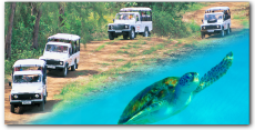 Island Safari - Land & Sea