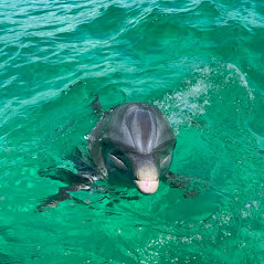 2 Hour Dolphin and Snorkeling tour- per person 