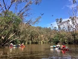 Bats Paddle @ Yarra Bend Park