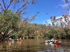 Private Bats Paddle experience @ Yarra Bend Park