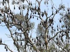 VCE  Bats Paddle @ Yarra Bend Park