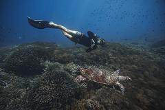 Explore Mooloolaba: Local Reefs (BT)