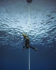 Level 2 Freediving Course | Airlie Beach | 3 - 4 Day