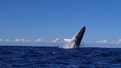 Whale Watching Tour