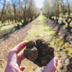 Beneath the Surface - Truffles, pinot n' produce: Pemberton's earthly delights