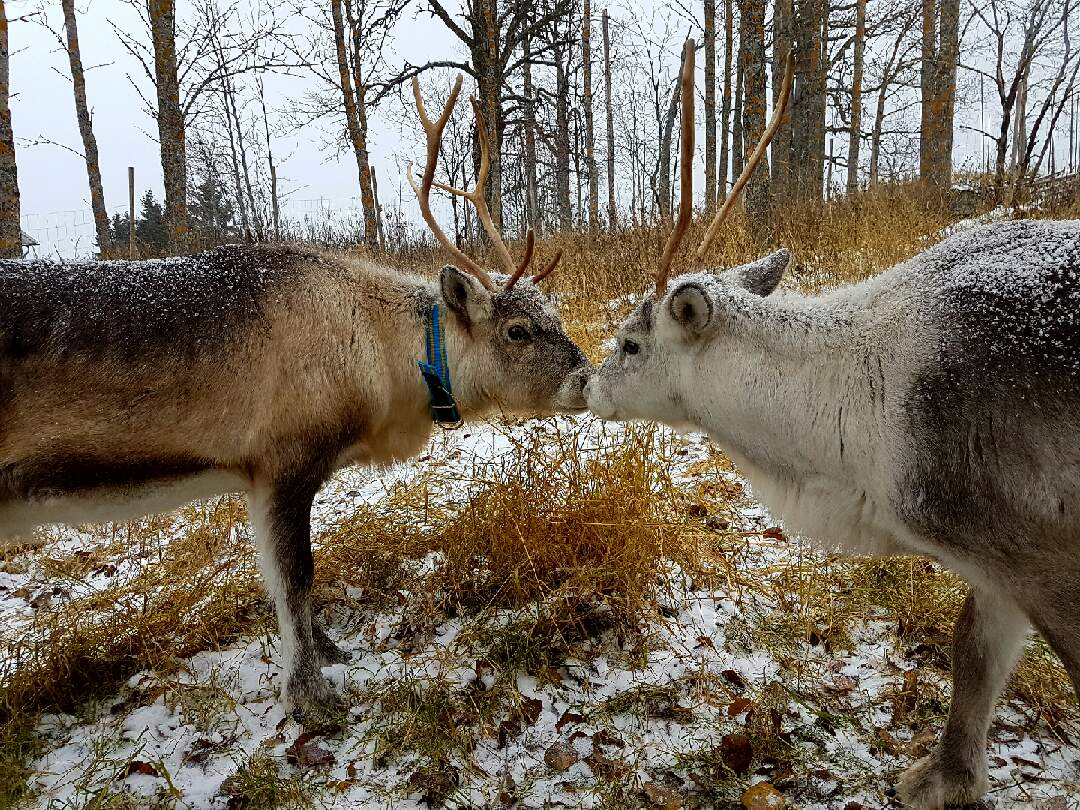 Feed the Reindeer Experience