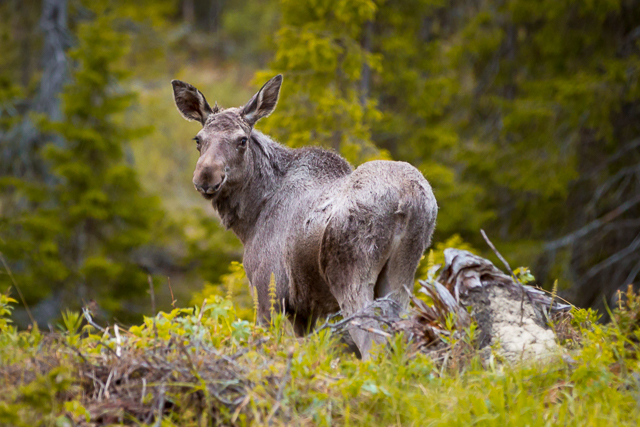 Moose Safari in Åre