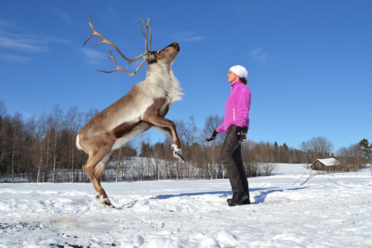 Exclusive Reindeer Experience