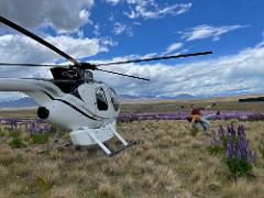 Mackenzie Legendary Lupins