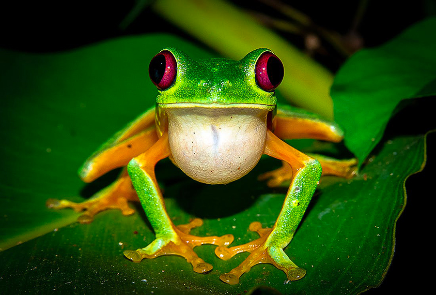 Caribbean Jungle Night Tour