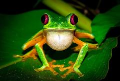 Caribbean Jungle Night Tour