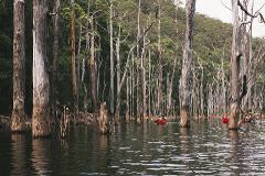 Tallowa Dam Sunken Forest Exploration Canoe Hire (Family 3-Seater Standard Canoe)