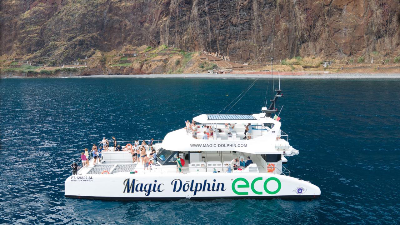 Dolphin and Whale Watching from an Eco-Friendly Catamaran (3h)