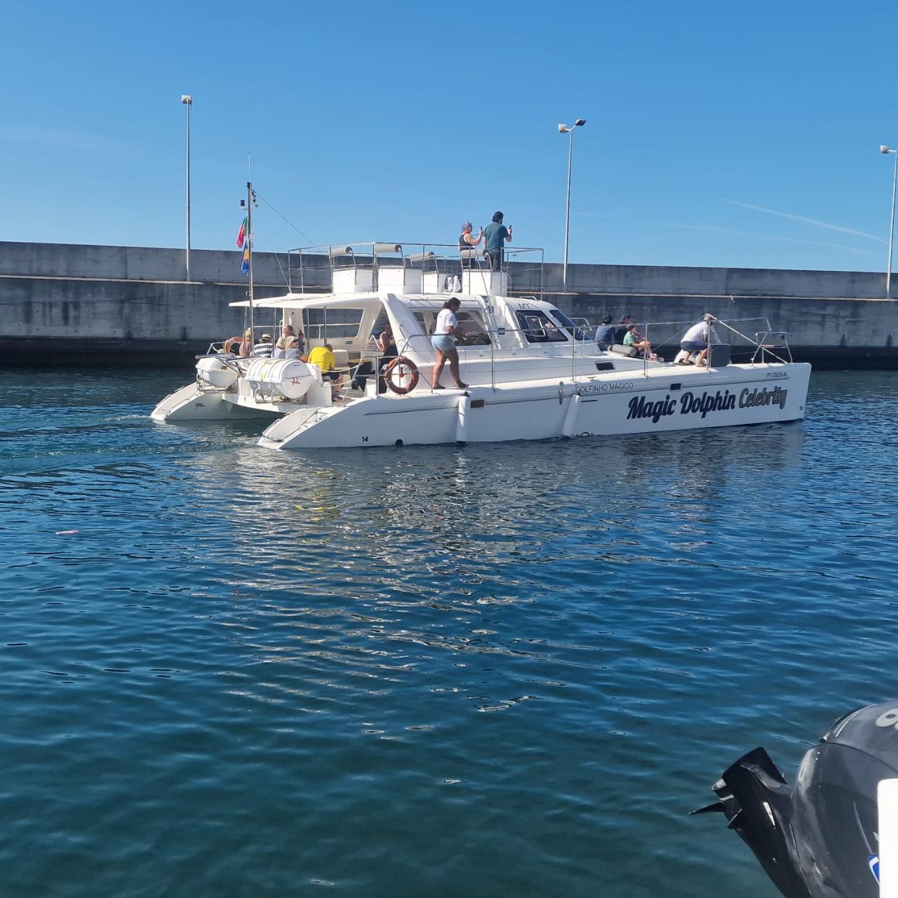 Dolphin and Whale Watching from a Luxury Catamaran (3h)