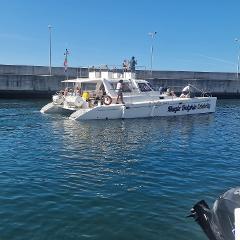 Dolphin and Whale Watching from a Luxury Catamaran (3h)